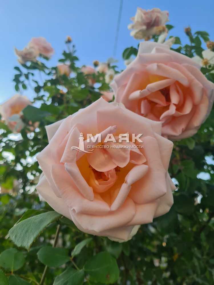 Студия 37 кв.м, 6/8